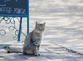 chat sauvage